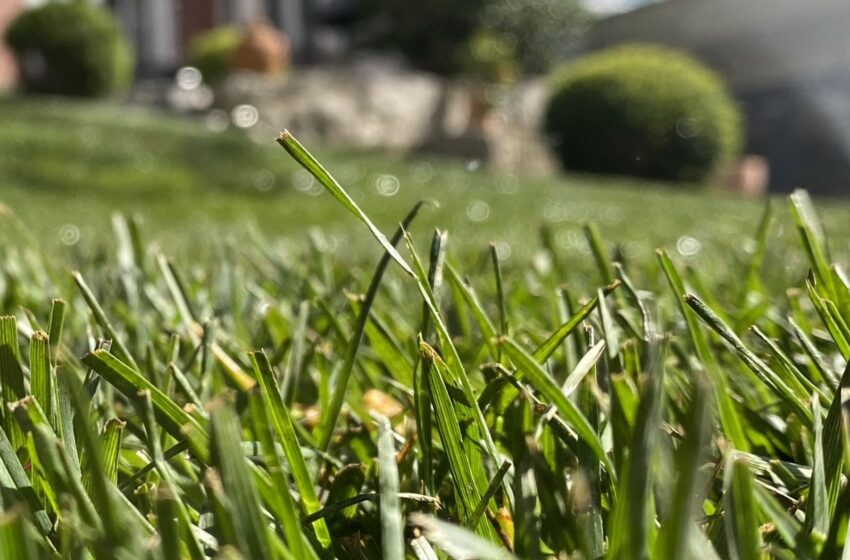  Düngen macht den Rasen fit!