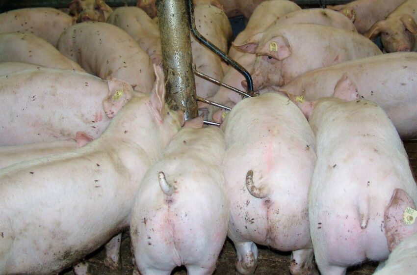  Neue Aufgaben für Tierärzte: modernes Futter– und Fütterungscontrolling im Schweinestall