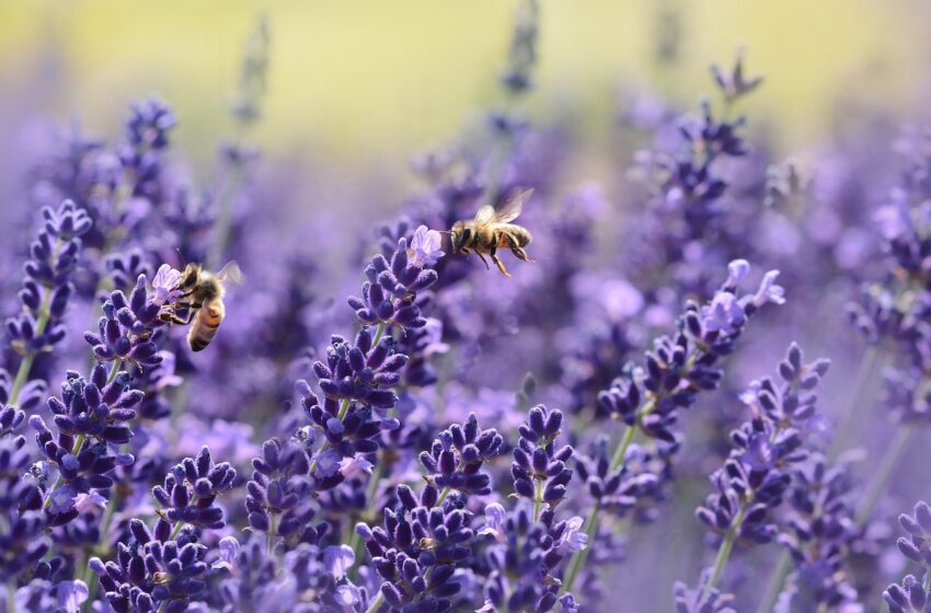  Mehr Lohn ohne mehr Arbeit – Kennen Sie das Bienenmodell?