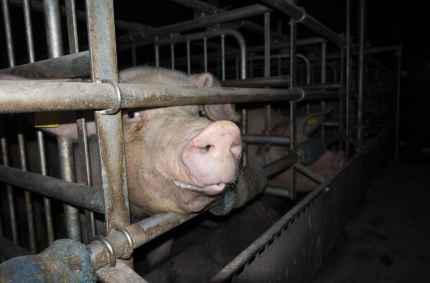  Grausame Zustände in Schweinehaltung aufgedeckt – Tierschutzbüro erstattet Strafanzeige gegen Schweinebetrieb