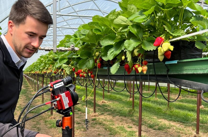  Fraunhofer entwickelt automatisierte Prozesse und digitale Lösungen für den Erdbeeranbau der Zukunft